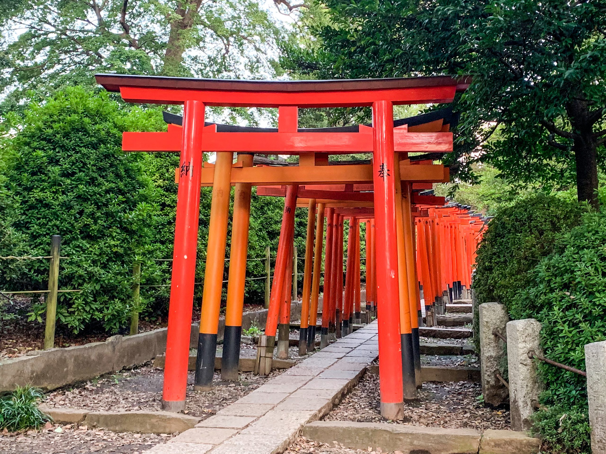 tokyo taito shitamachi ueno-nezu shrine red torij gates