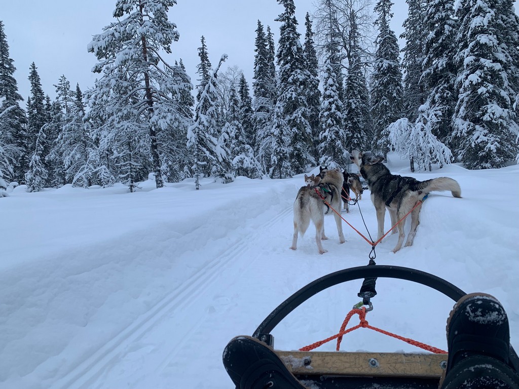 Fins Lapland wintervakantie - hondensledetocht