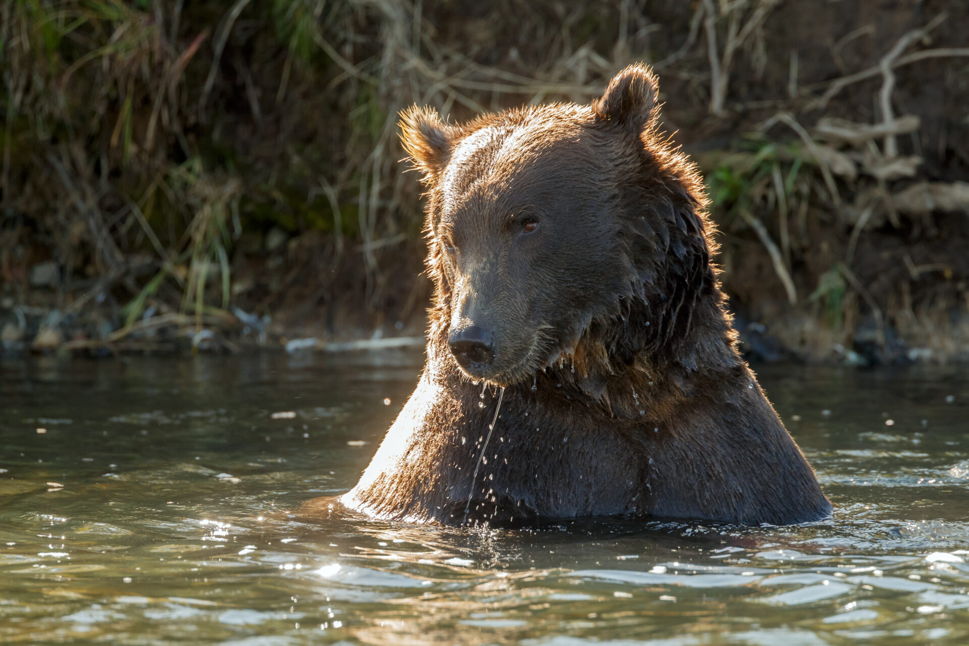 Alaska en Yukon helemaal - Grizzly beer - Menno Schaefer