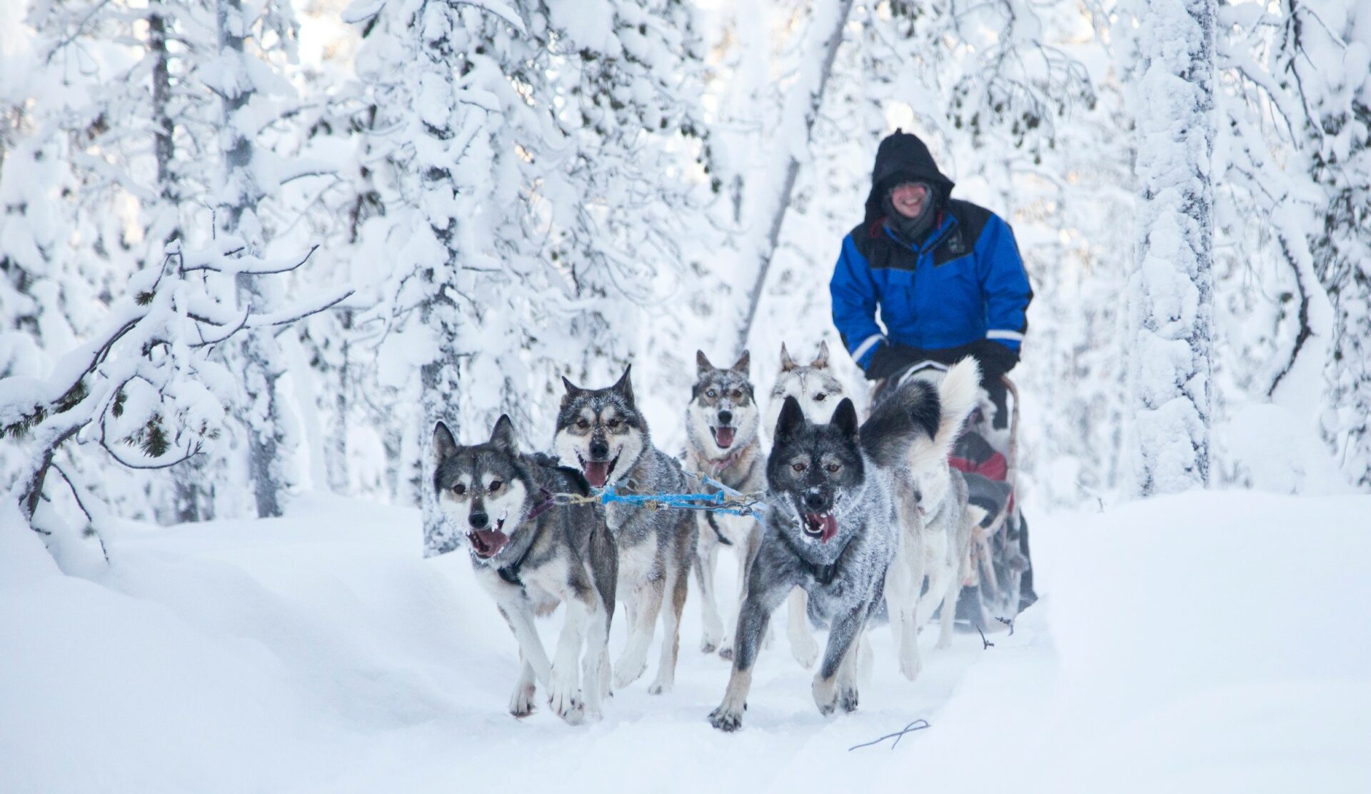 Fins Lapland winter vakantie Hondensledetocht
