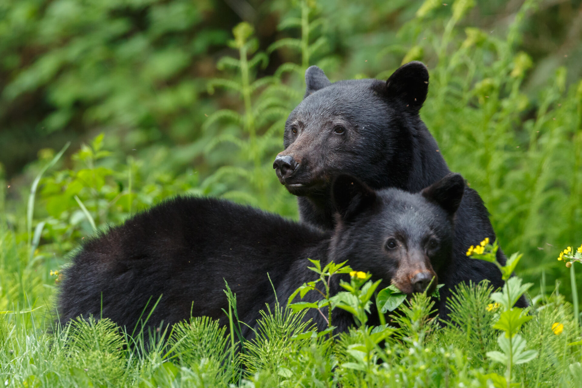 Uitbundig Alaska en Yukon: one way - zwarte beren