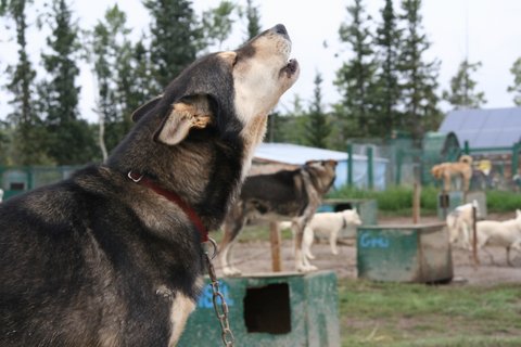 Uitbundig Alaska en Yukon: one way - sledehonden in Alaska