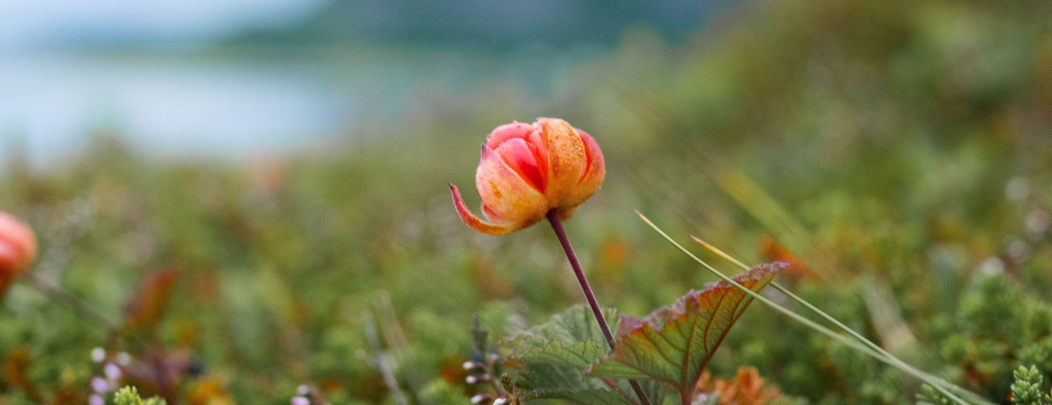 Zweden flora en fauna cloudberry