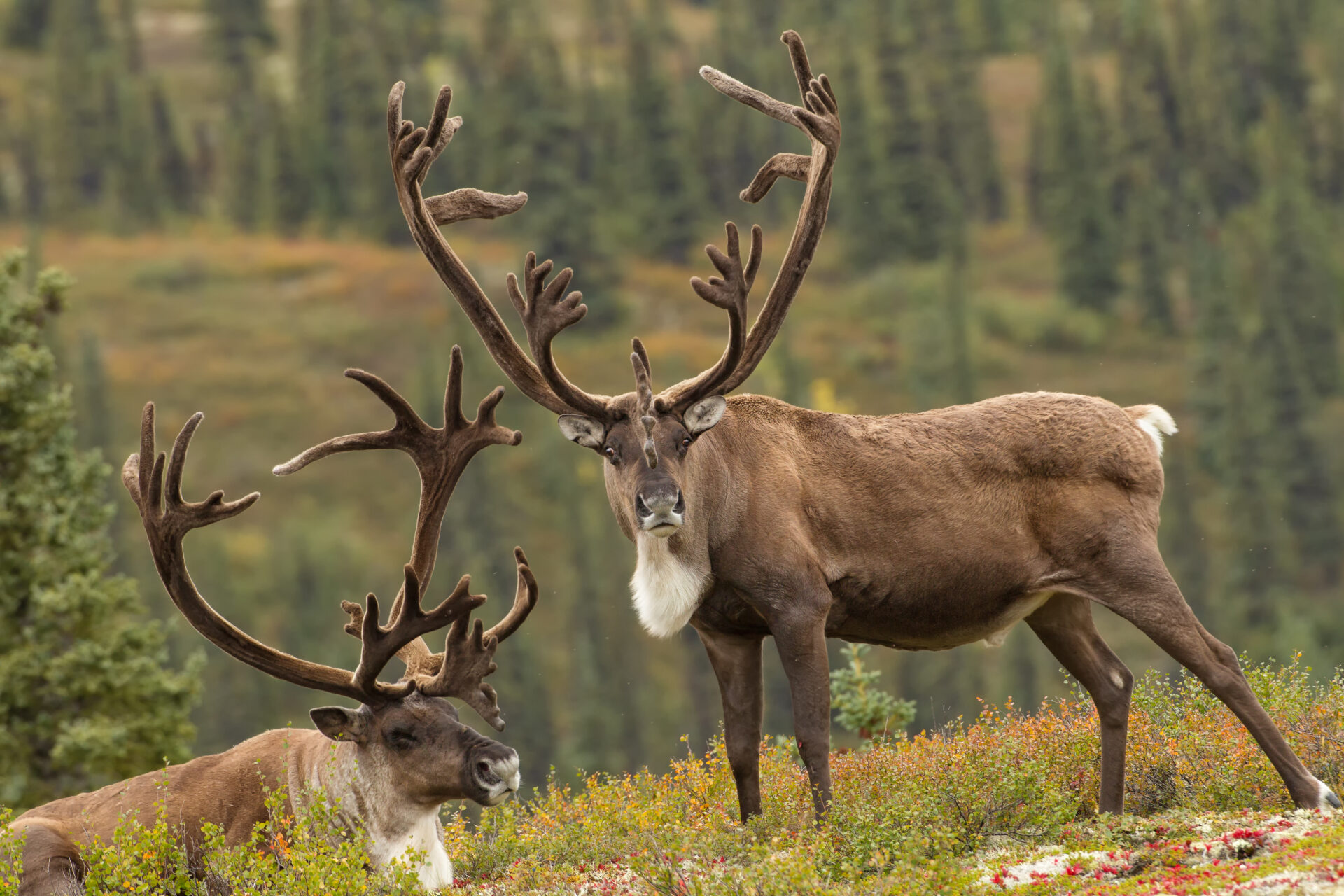 Alaska en Yukon helemaal - Caribou in Denali National Park