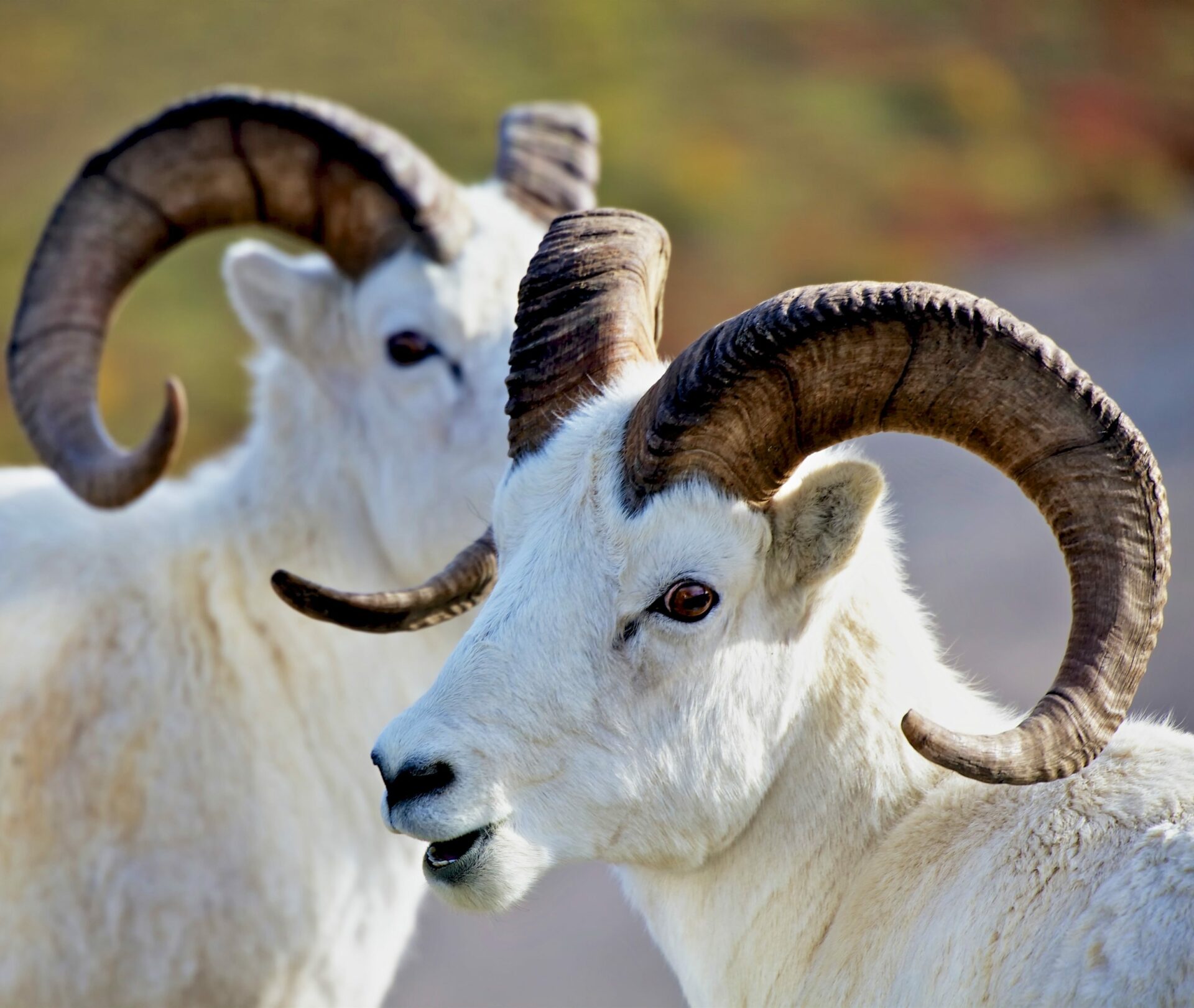 Alaska en Yukon helemaal - Dalls schapen in Denali NP