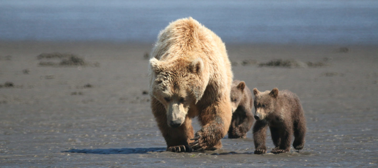 Avontuurlijk Alaska - Grizzly op zoek naar eten bij laag tij