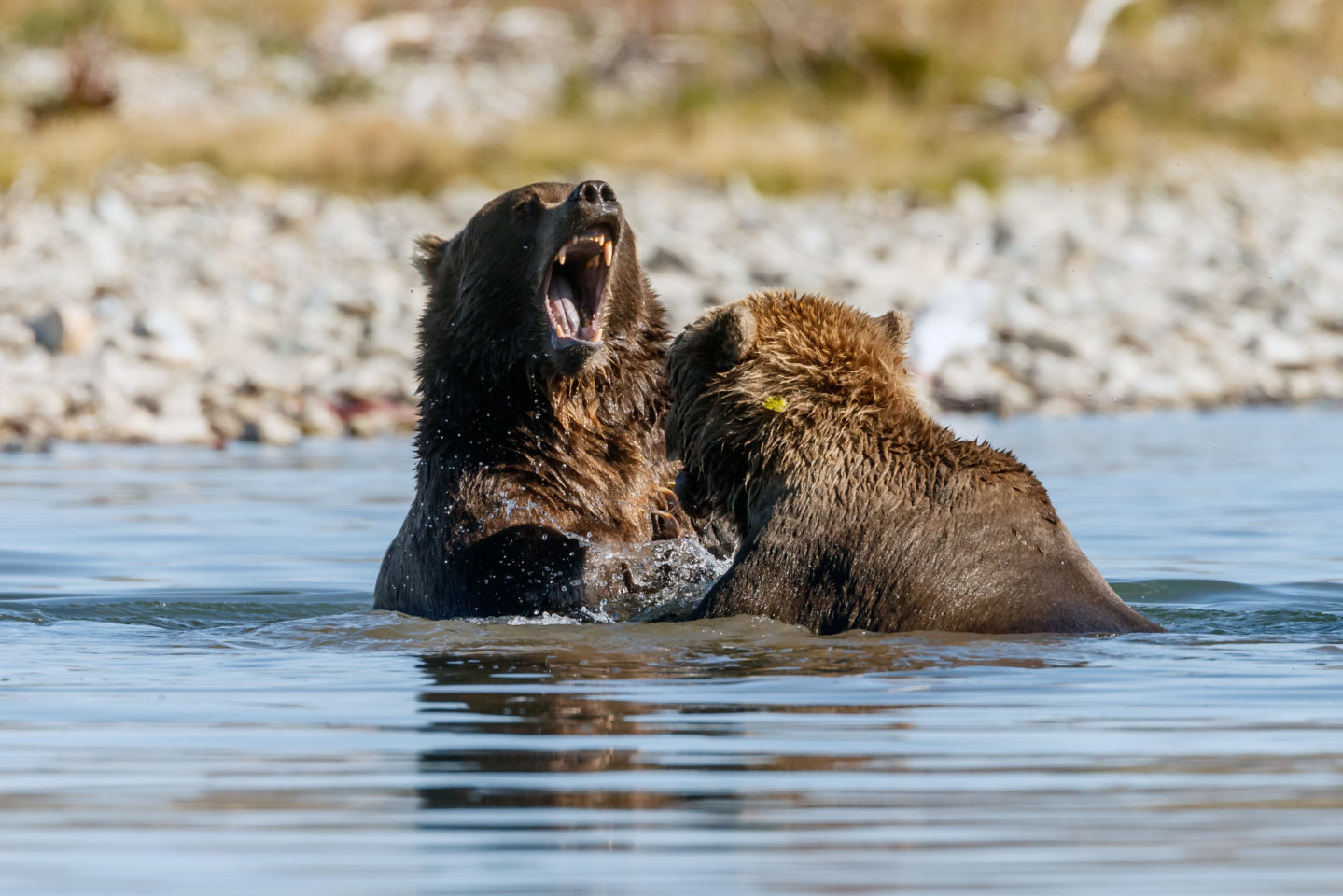 Ontdek Alaska en Yukon met trein en auto - Grizzly beren - Menno Schaefer