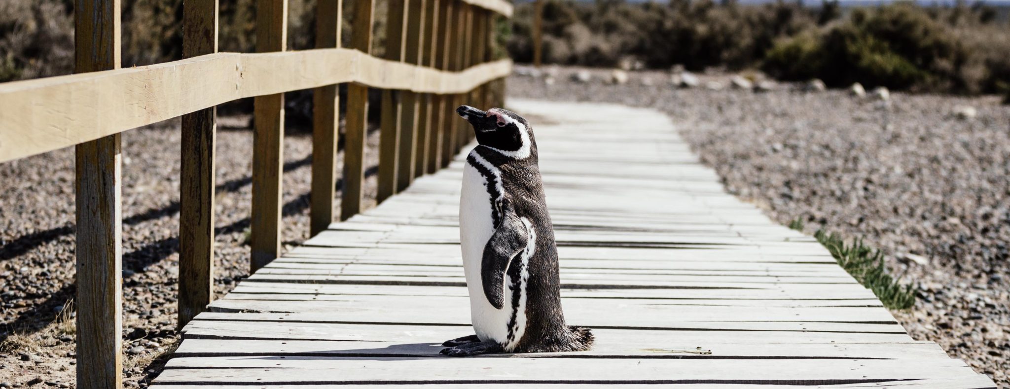 Chili, afgezonderd van de Pinguïnekolonie