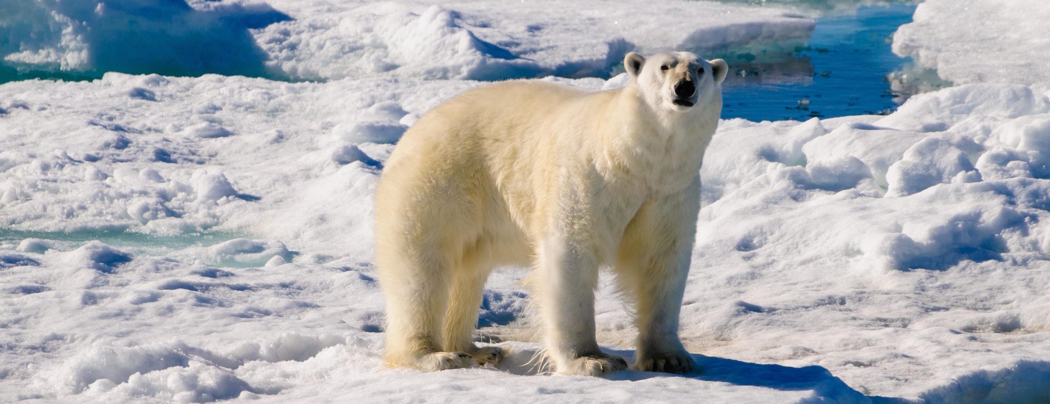 Creating Stories Spitsbergen ijsbeer