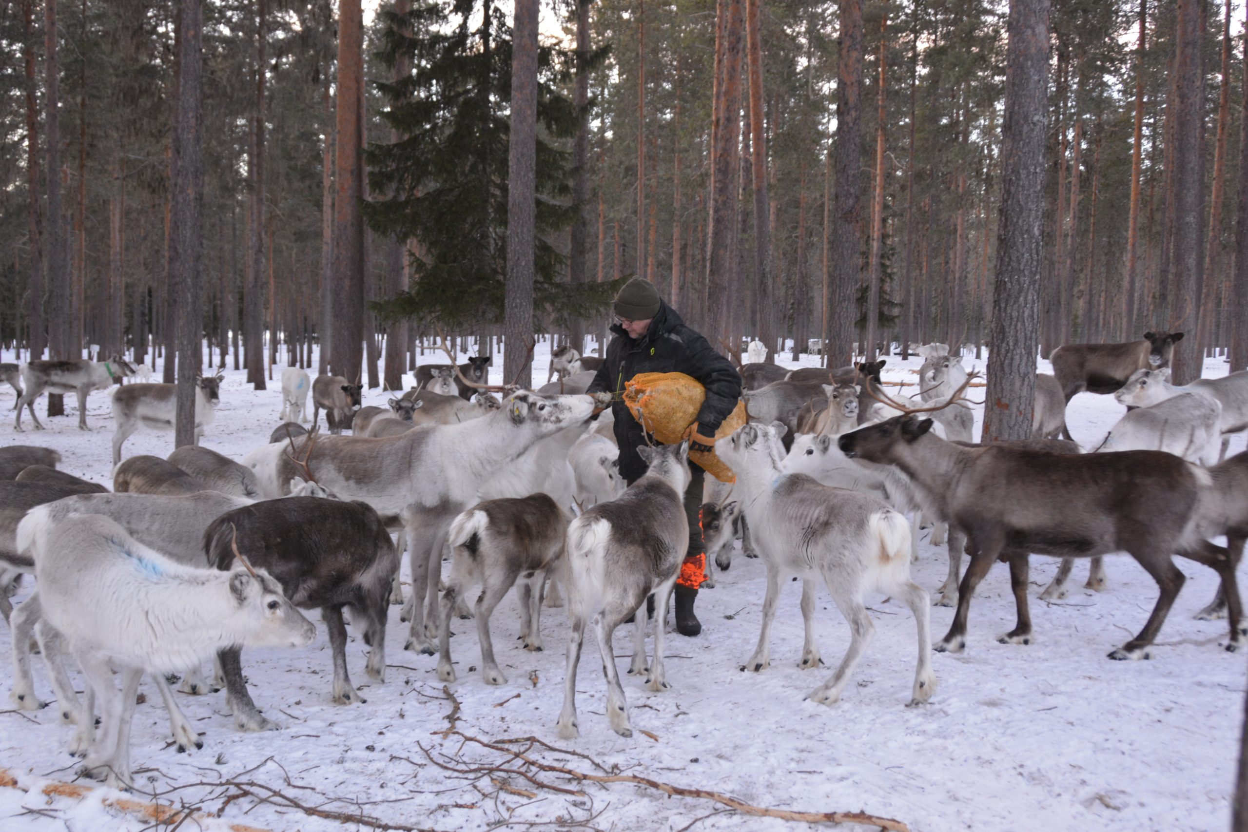 Rendieren voeren in Zweeds Lapland