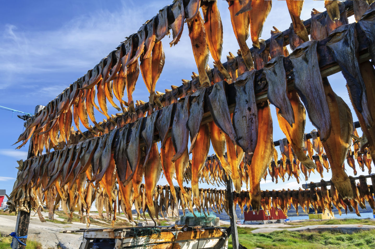 Gedroogde vis in Rodebay settlement Groenland