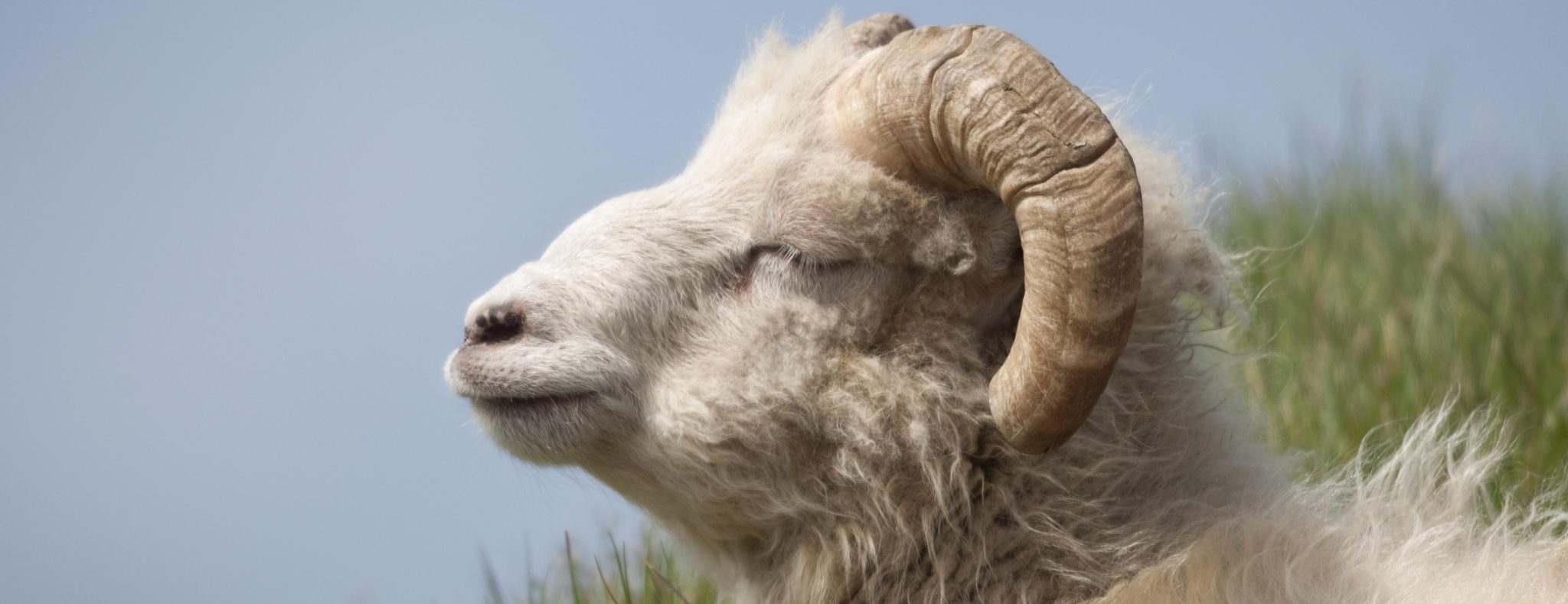 Faeroer-Fauna-schaap