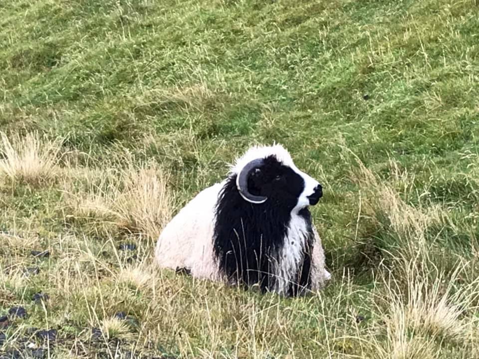 Faeröers schaap
