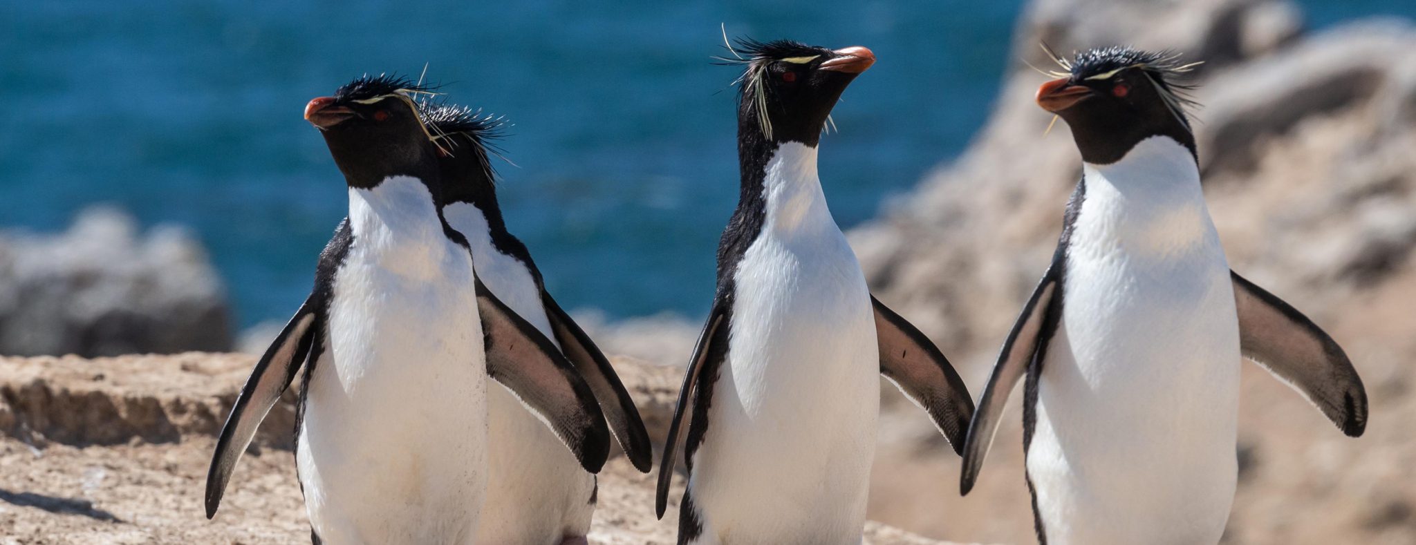 Falklandeilanden - Pinguïns 2