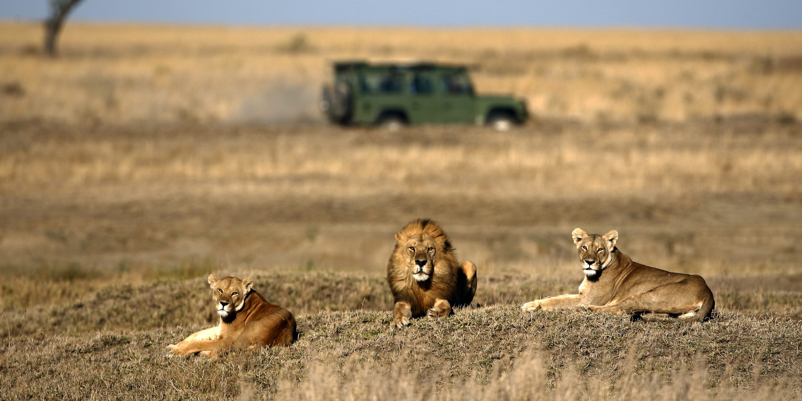 Familie Safari Zuid-Afrika