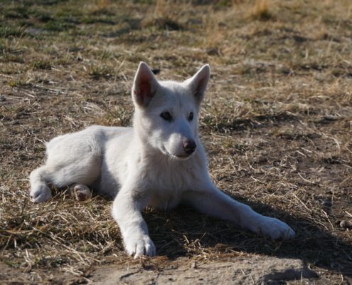 Hond