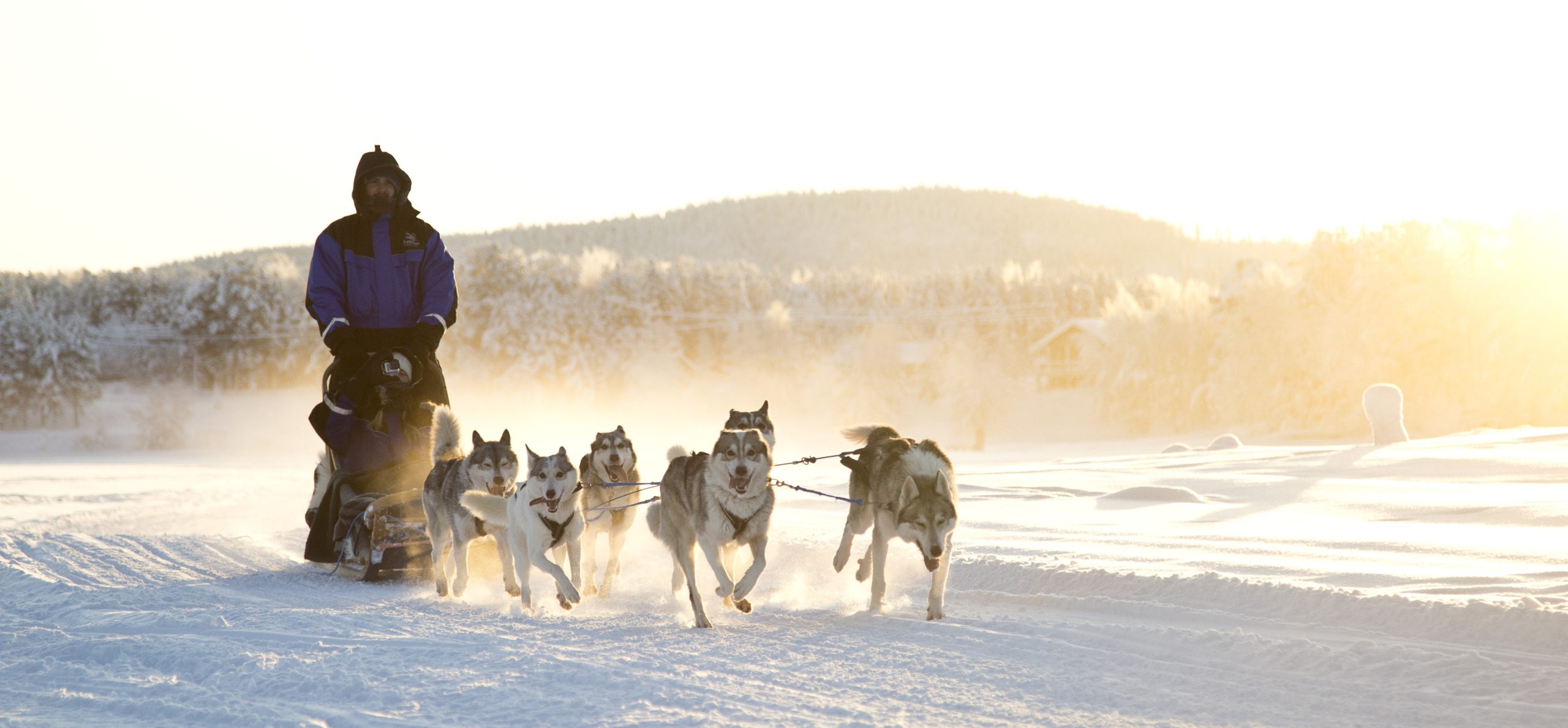 Hondensledentocht Fins Lapland