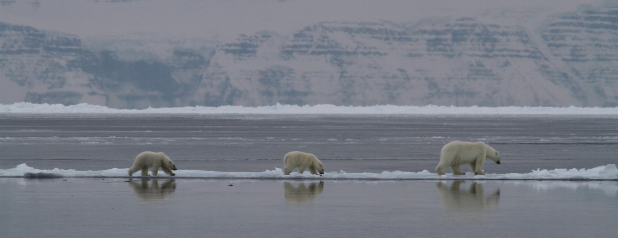 IJsberen Groenland