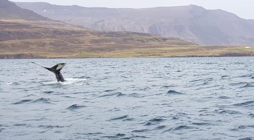 Walvissen spotten in Dalvík
