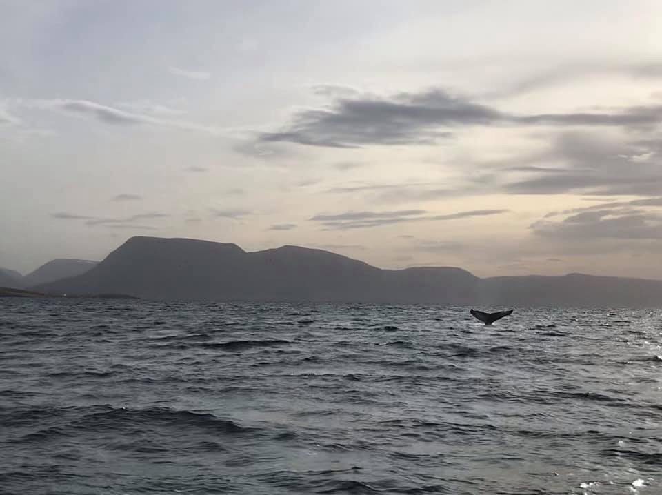 Walvissen spotten in Dalvík
