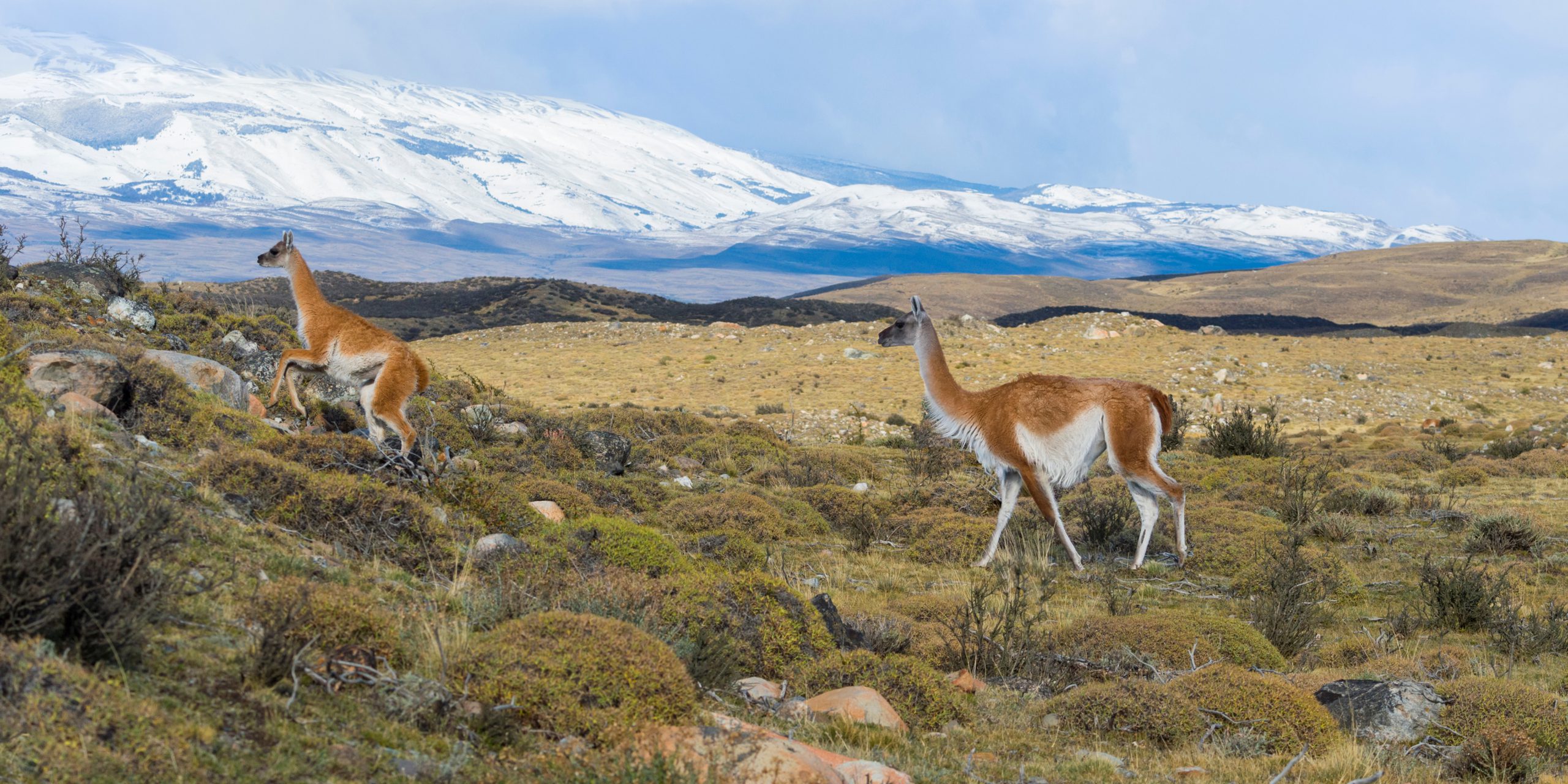 Nationale parken van Patagonië