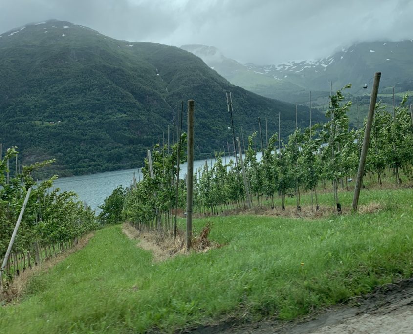 Noorwegen Fruitbomen onderweg
