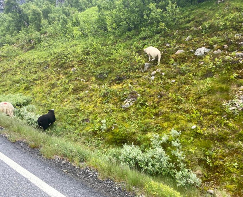 Noorwegen schapen langs de weg