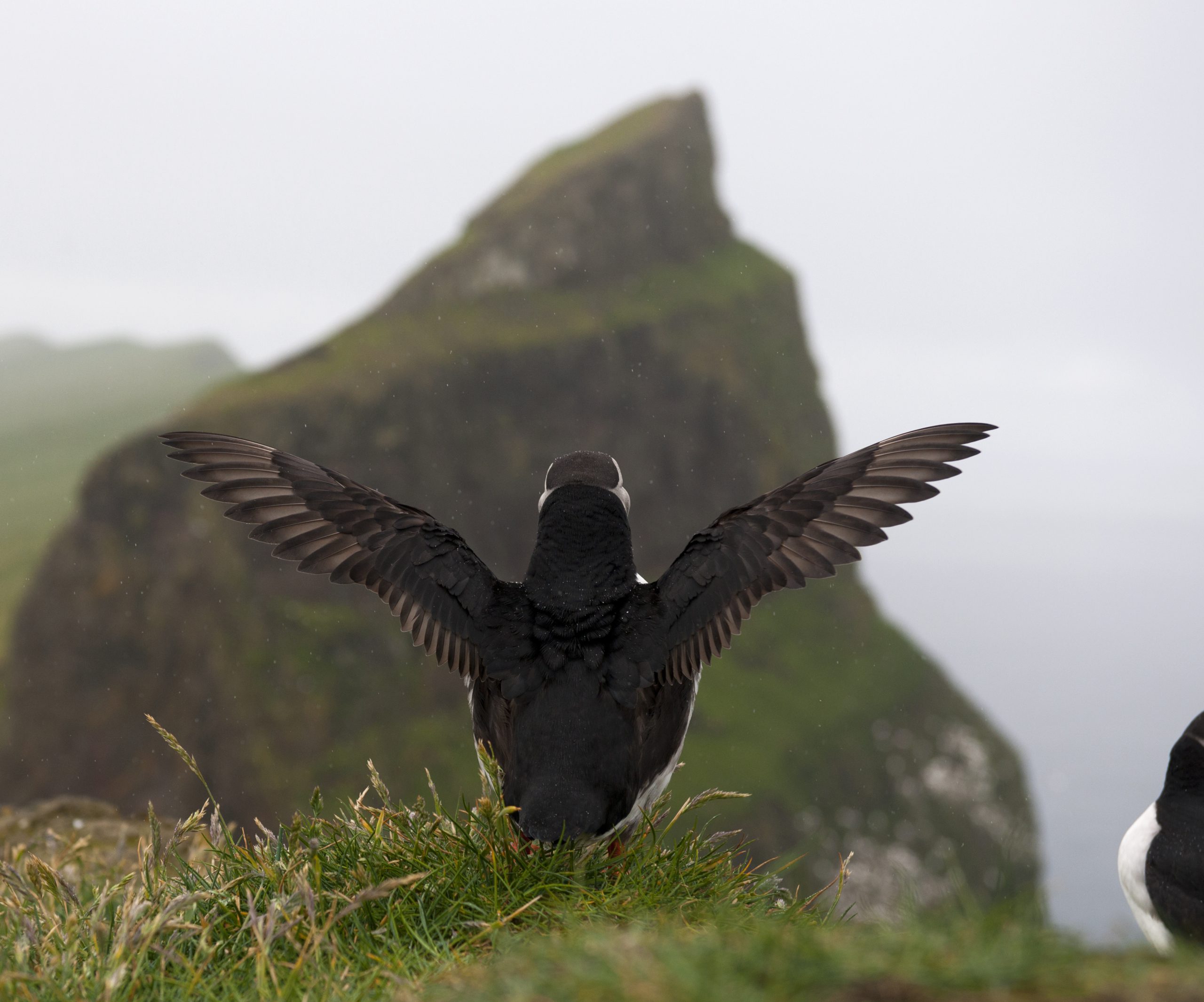 Papegaaiduiker op de Faeröer eilanden