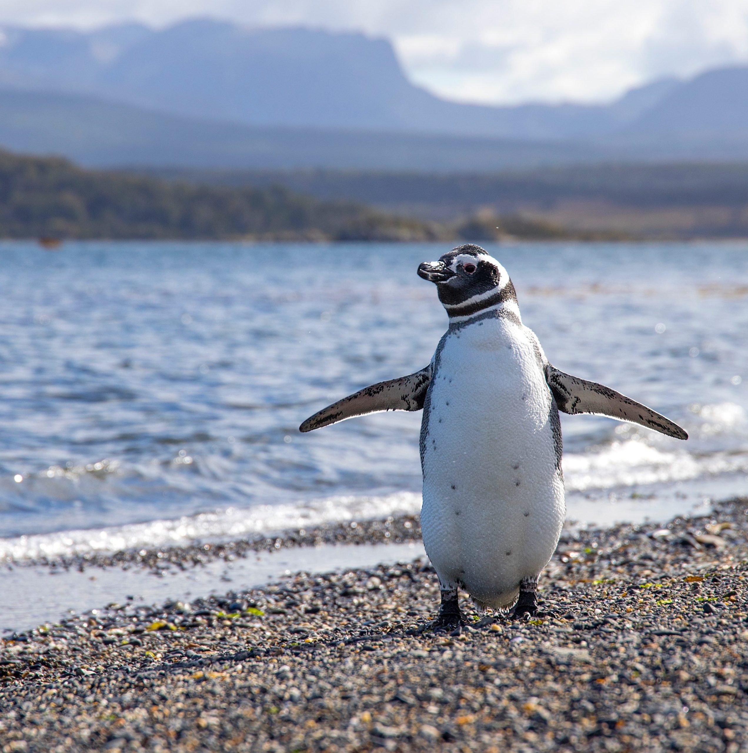 Pinguïn Ushuaia, Argentinië