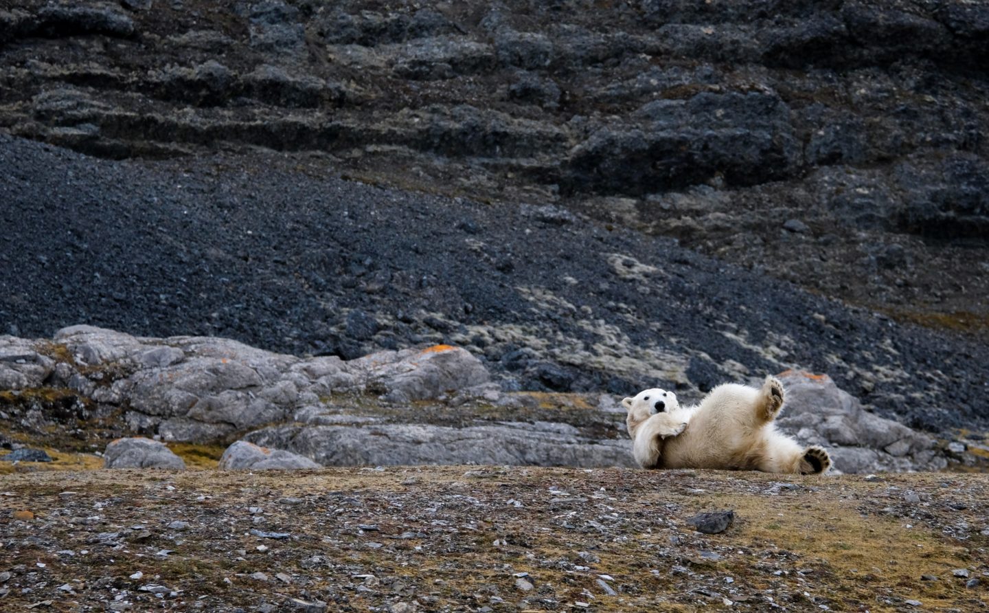 Spitsbergen feestdagen en evenementen ijsbeer