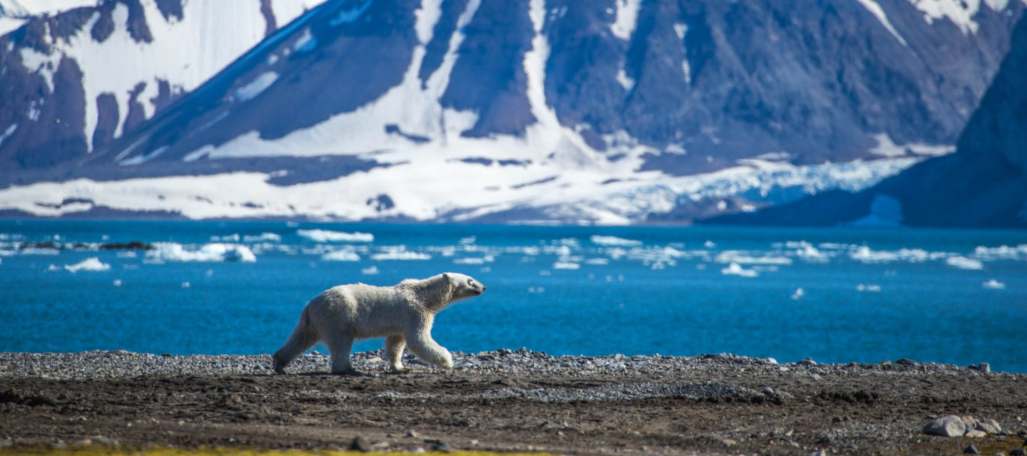 Spitsbergen ijsbeer alleen
