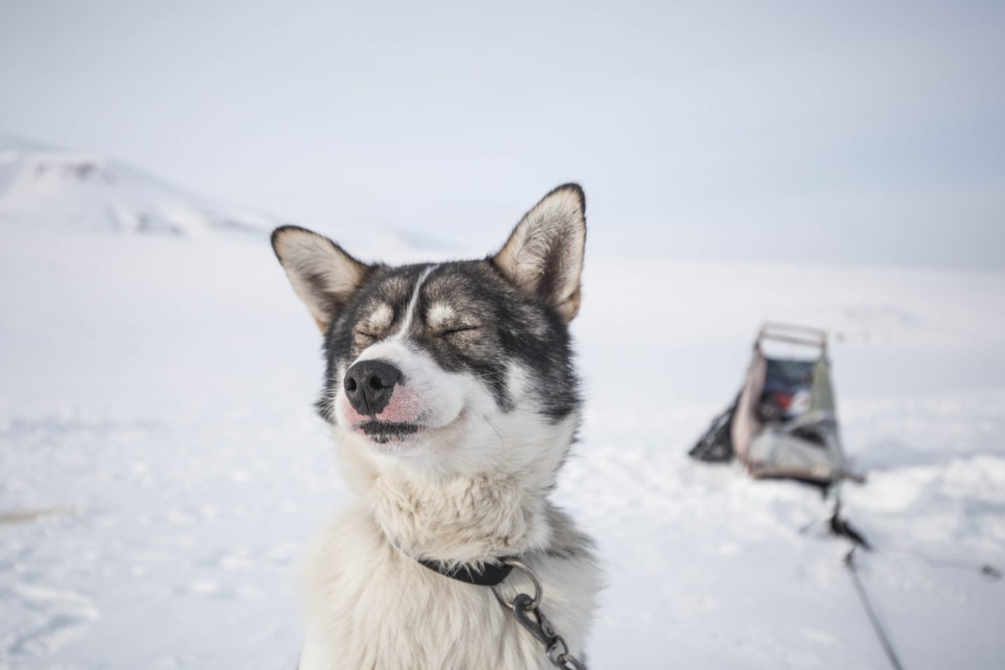 Spitsbergen taal Longyearbyen, Svalbard and Jan Mayen