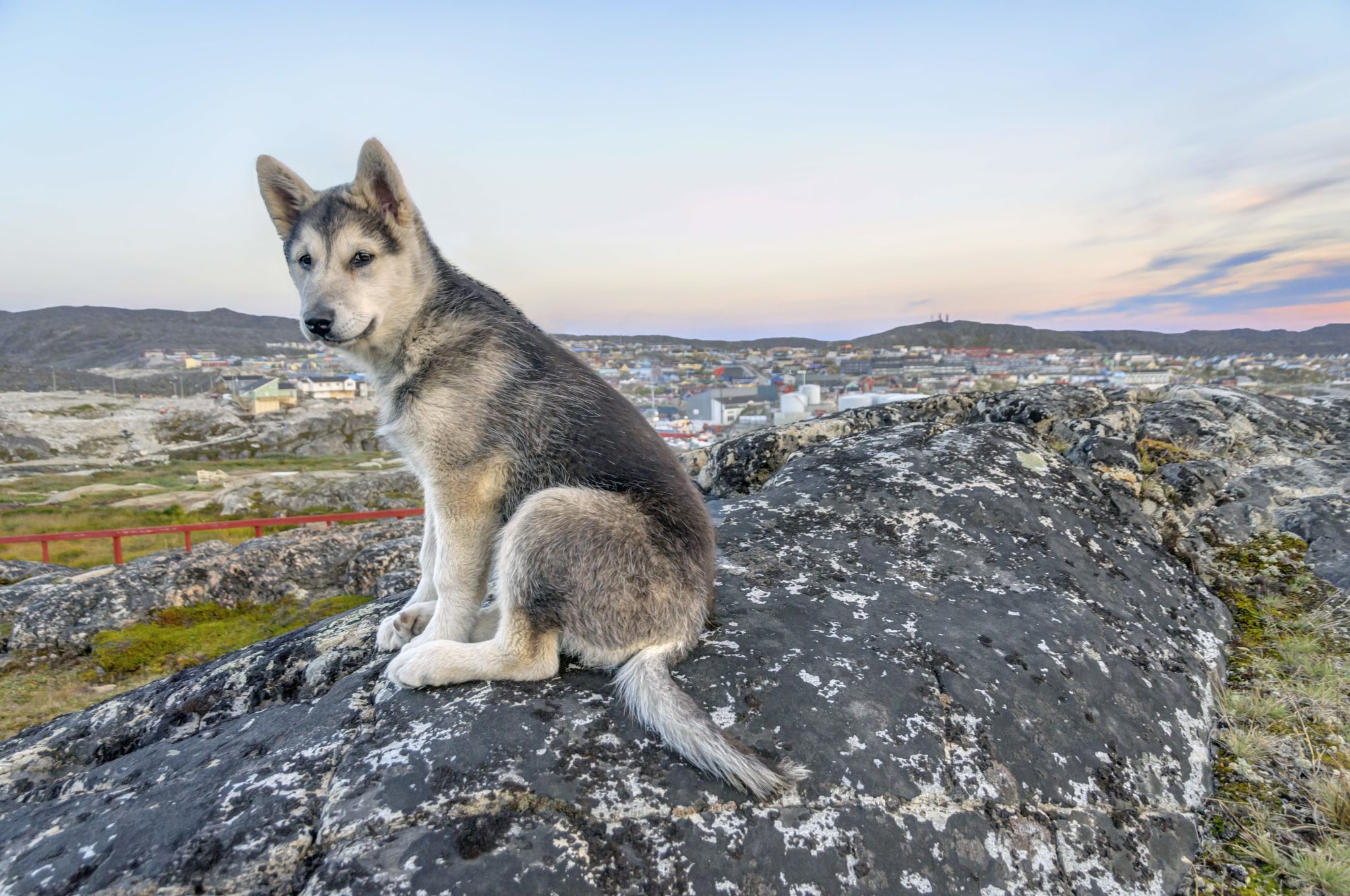Husky in West-Ilulissat
