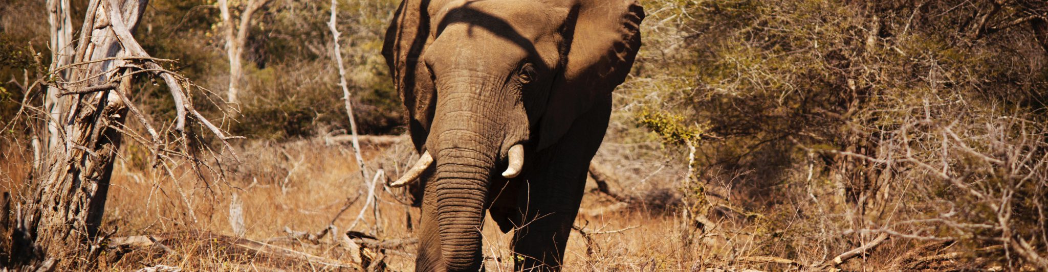 Zuid-Afrika olifant-kruger-park