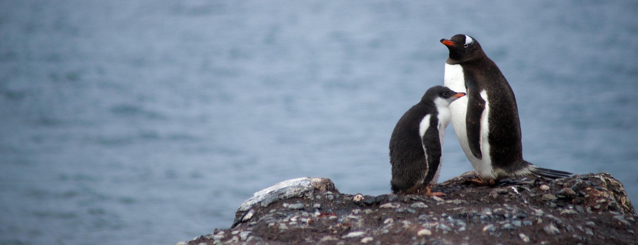Zuidpool bestemming Header Pinguin