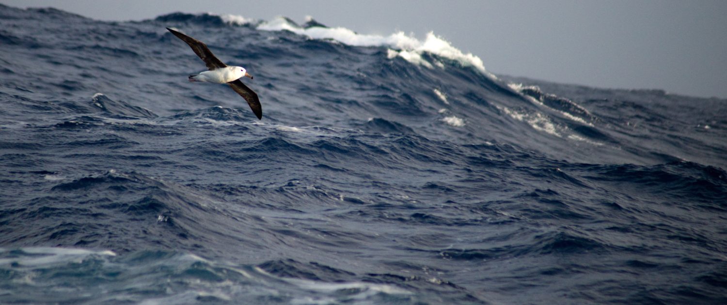 Albatros Antarctica