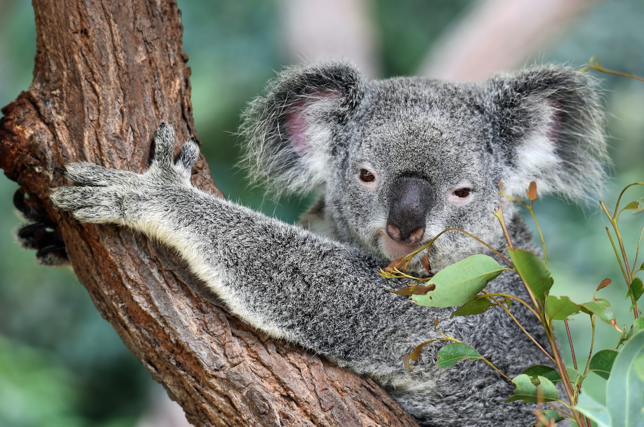 duurzaamheid koala
