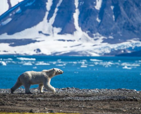 Expeditiecruise: Rondom Spitsbergen