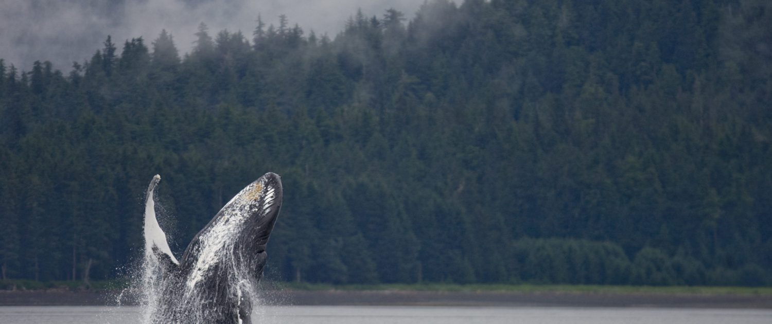 Alaska Tongass - walvissen spotten