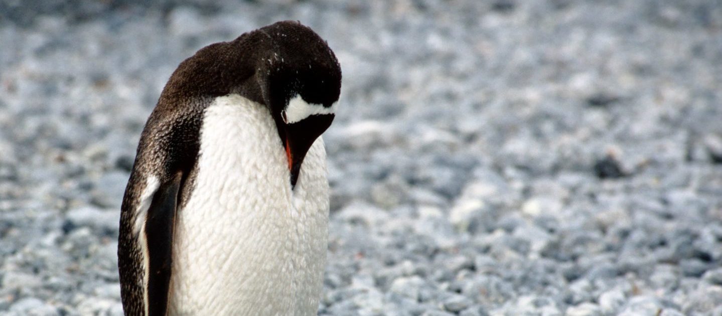 Gentoo pinguïn