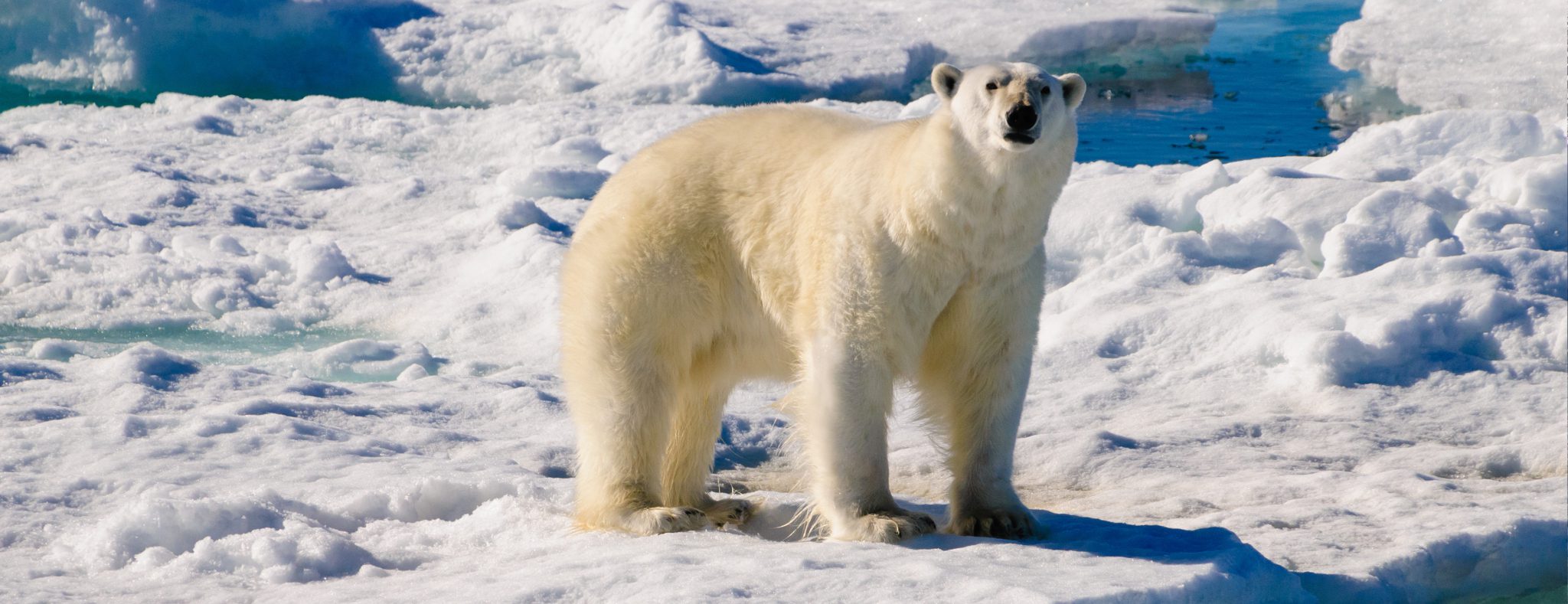 ijsberen op Spitsbergen