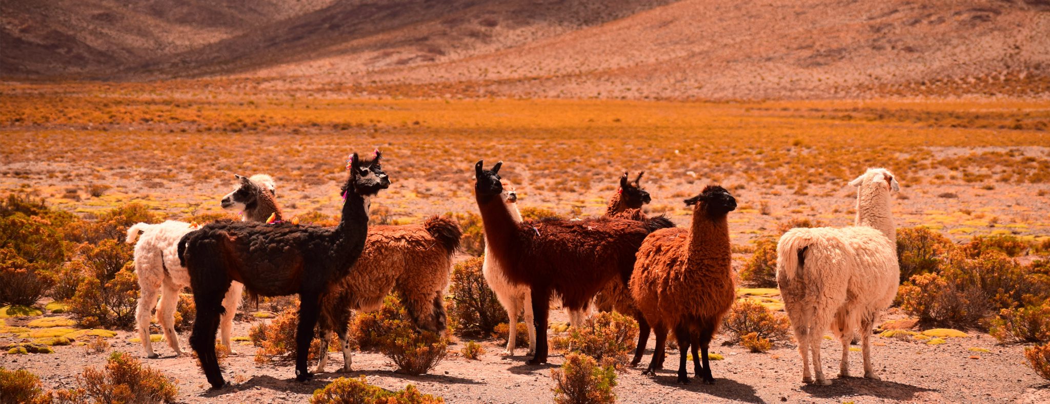 Llama's, Andesgebergte, Argentinië