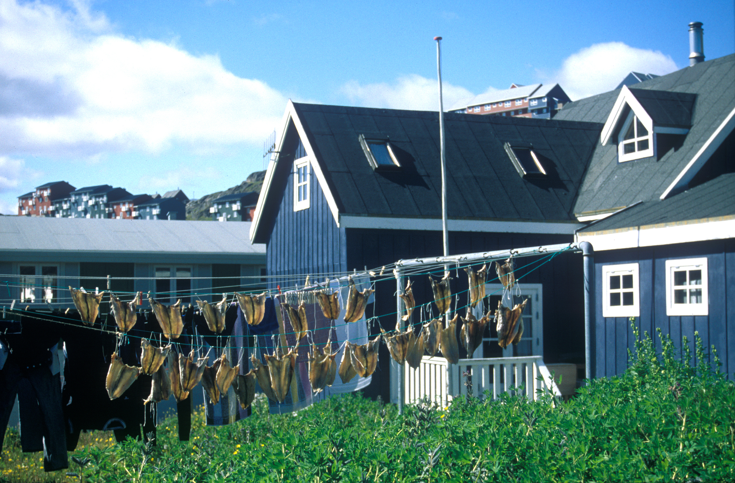 Qaqortoq in Groenland