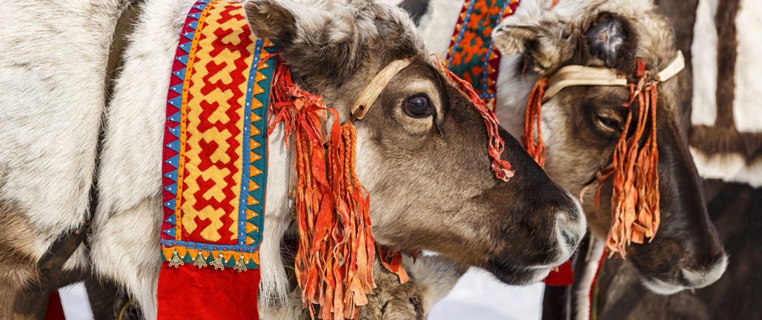 Rendieren van de Sámi