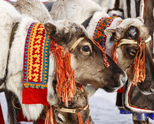 Rendieren van de Sámi