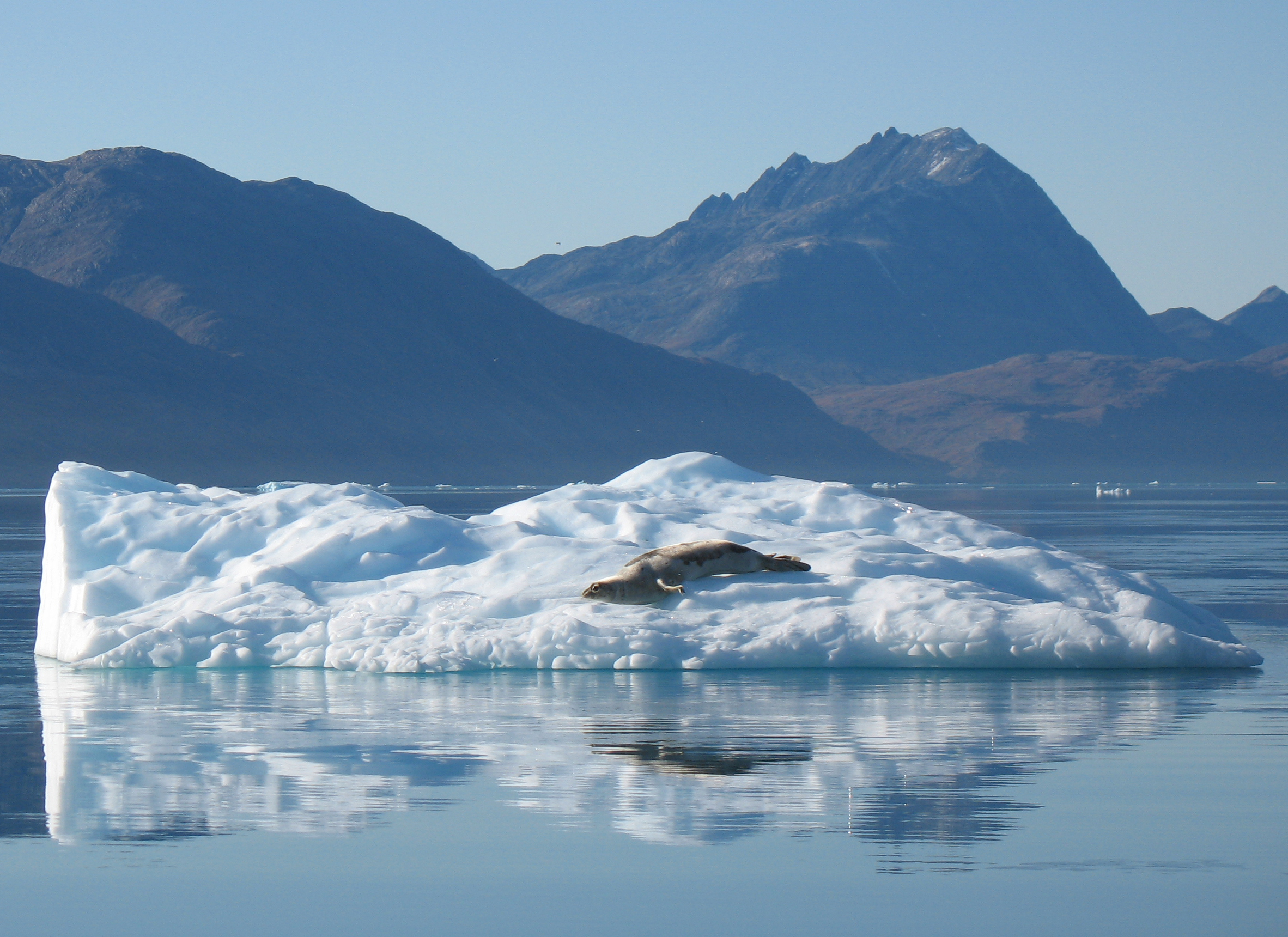 Zeehond op ijsschots in Groenland