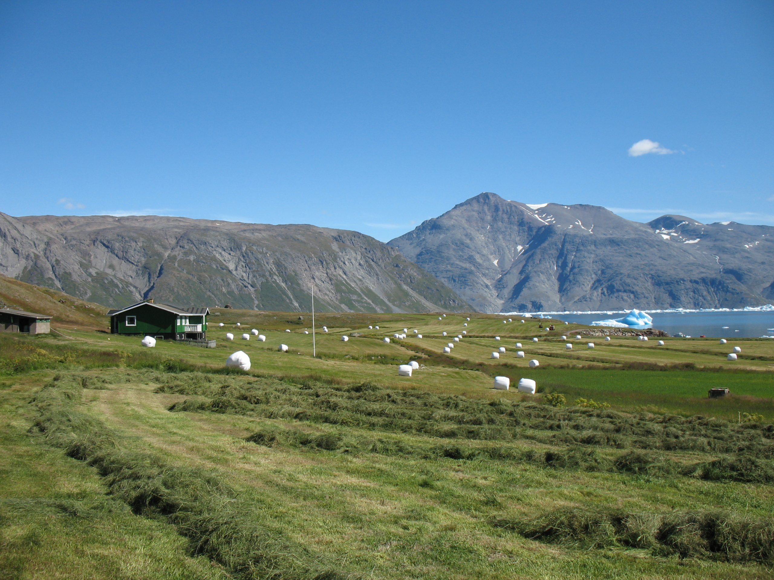 Schapenboerderbij in Groenland