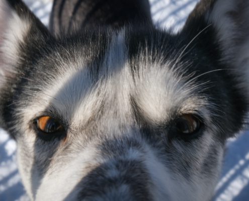 Spruce Island Husky - Nyncke Ernst