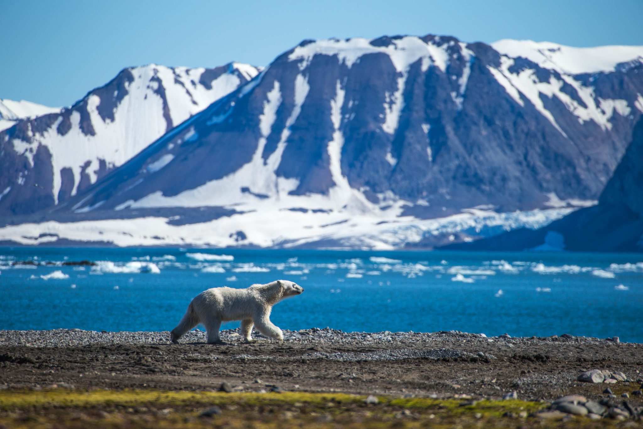 Spitsbergen ijsbeer in de zomer