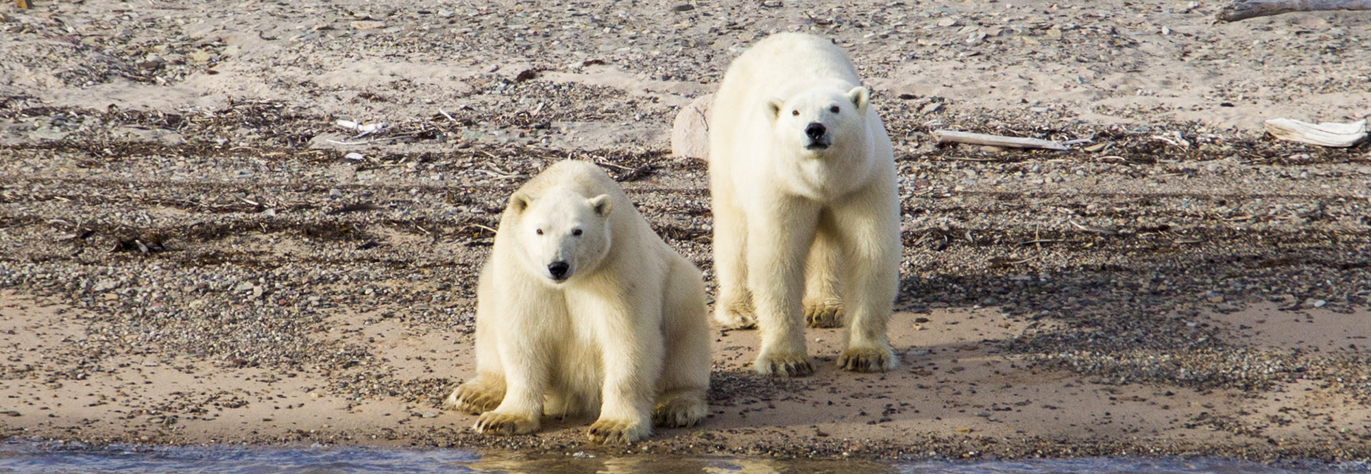 Groenland - Polar bears, Ella Island